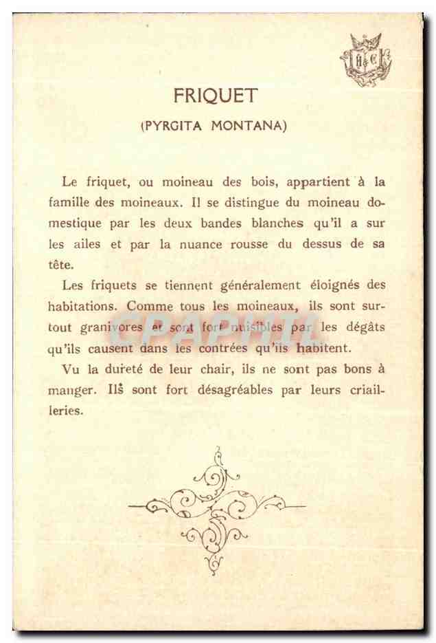 CPA Friquet Pyrgita montana — Rückseite