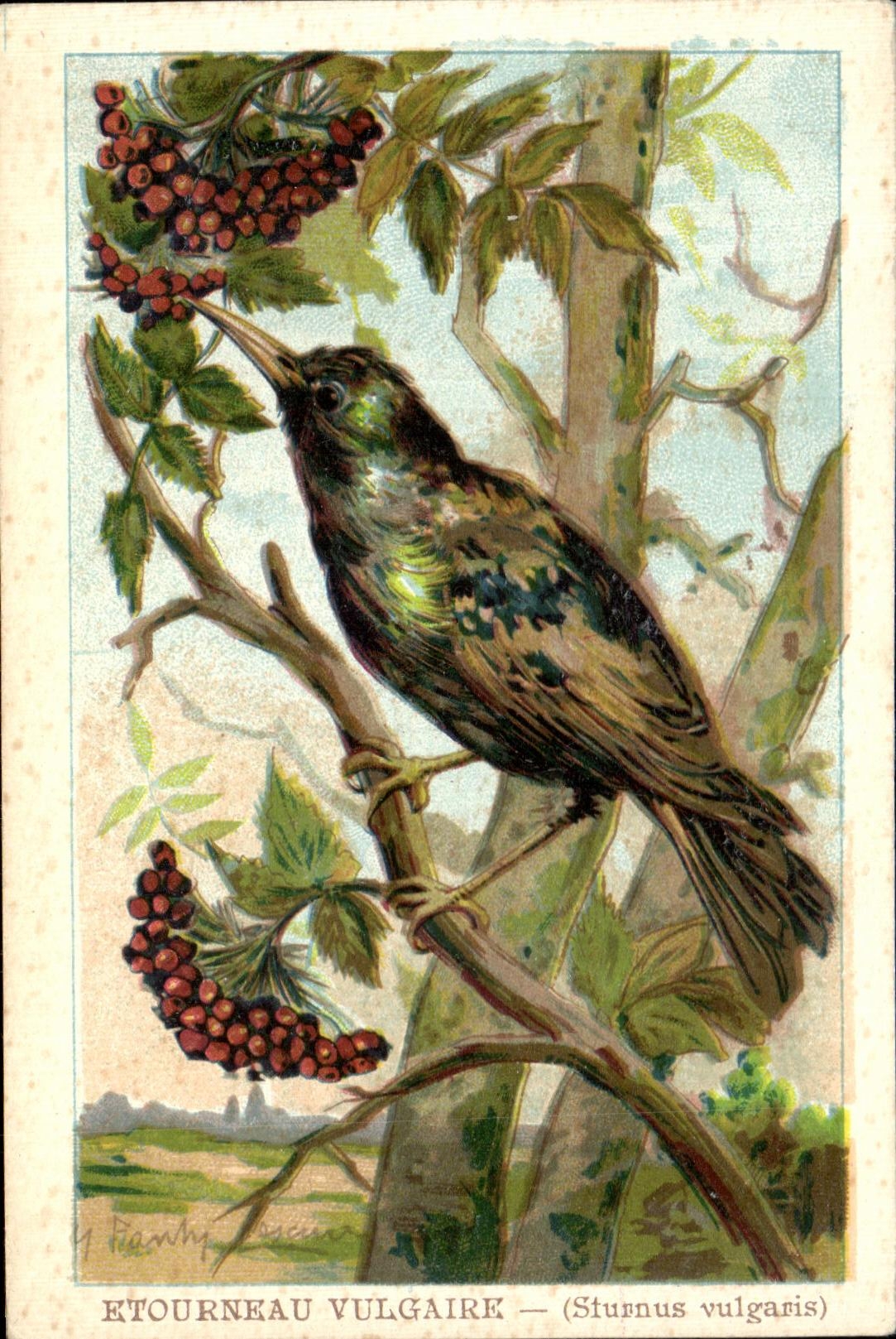 CPA Etourneau Vulgaire Sturnus vulgaris