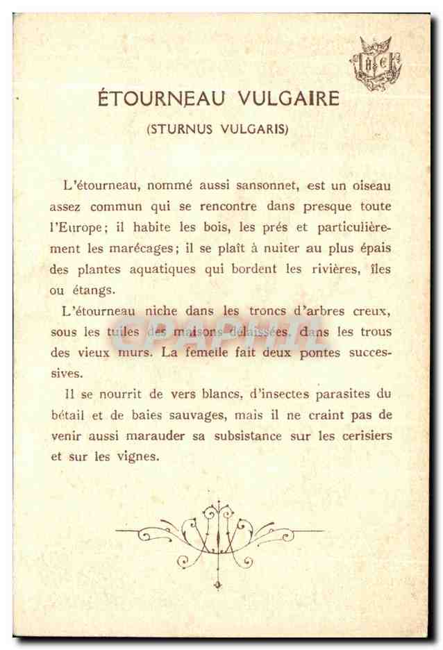 CPA Etourneau Vulgaire Sturnus vulgaris — Rückseite