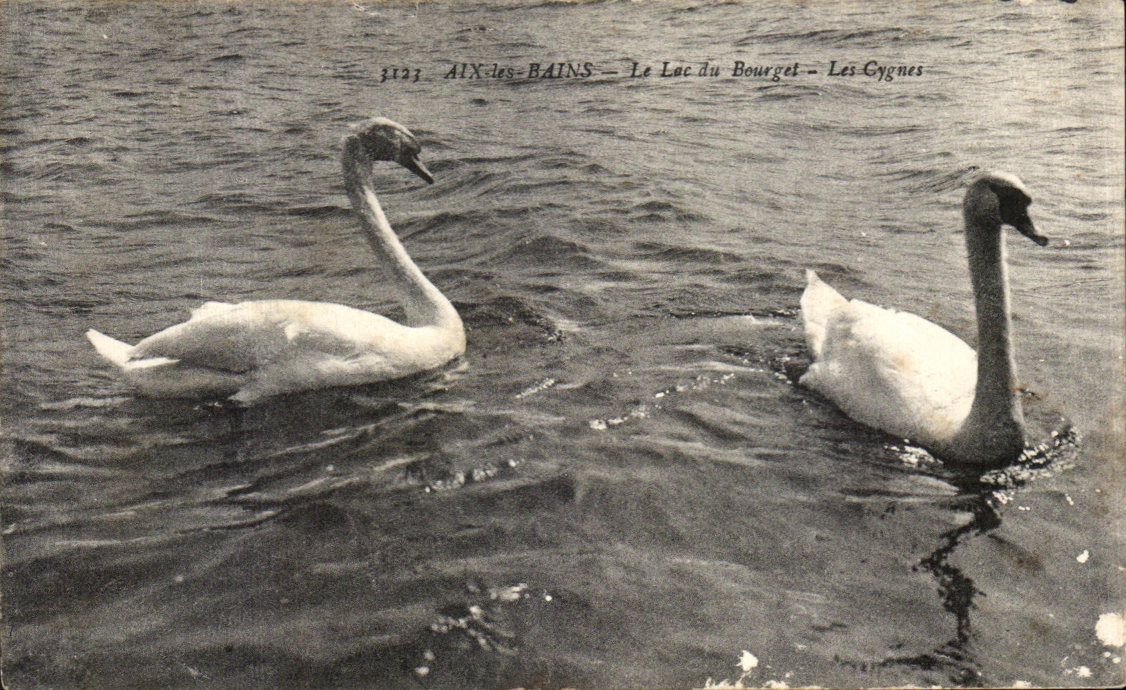 CPA Aix les Bains Cygne Swan Le lac du Bourget 