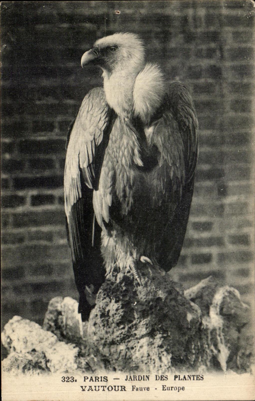 CPA Paris Jardin Des Plantes Vautour Fauve