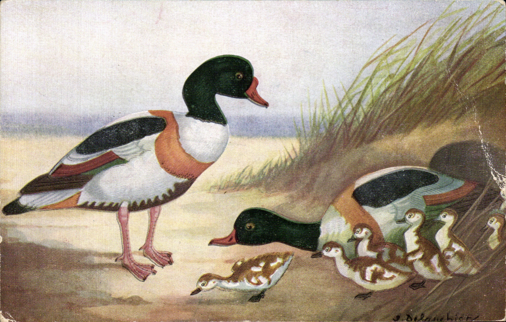 CPA Le Tadorne Canard Duck