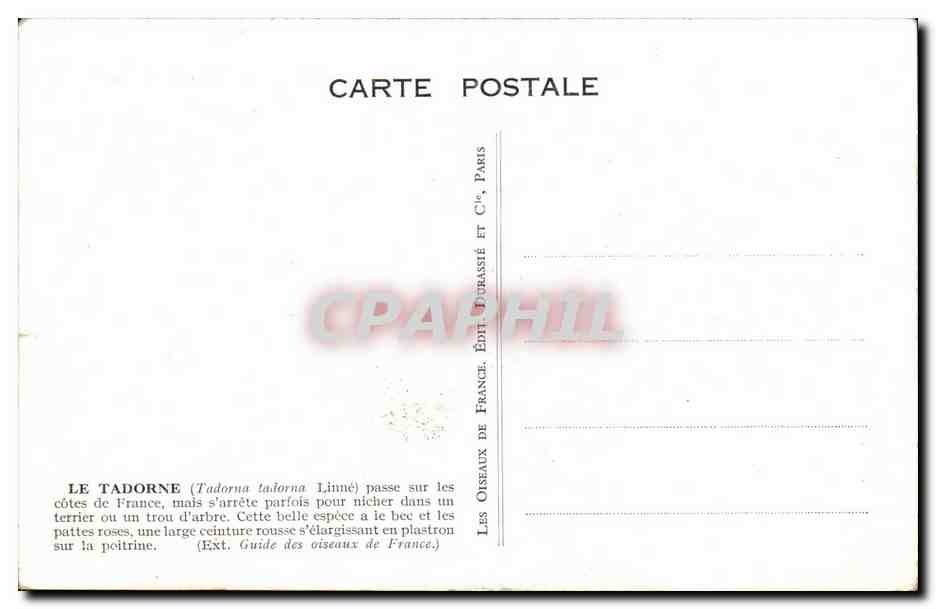 CPA Le Tadorne Canard Duck — Rückseite