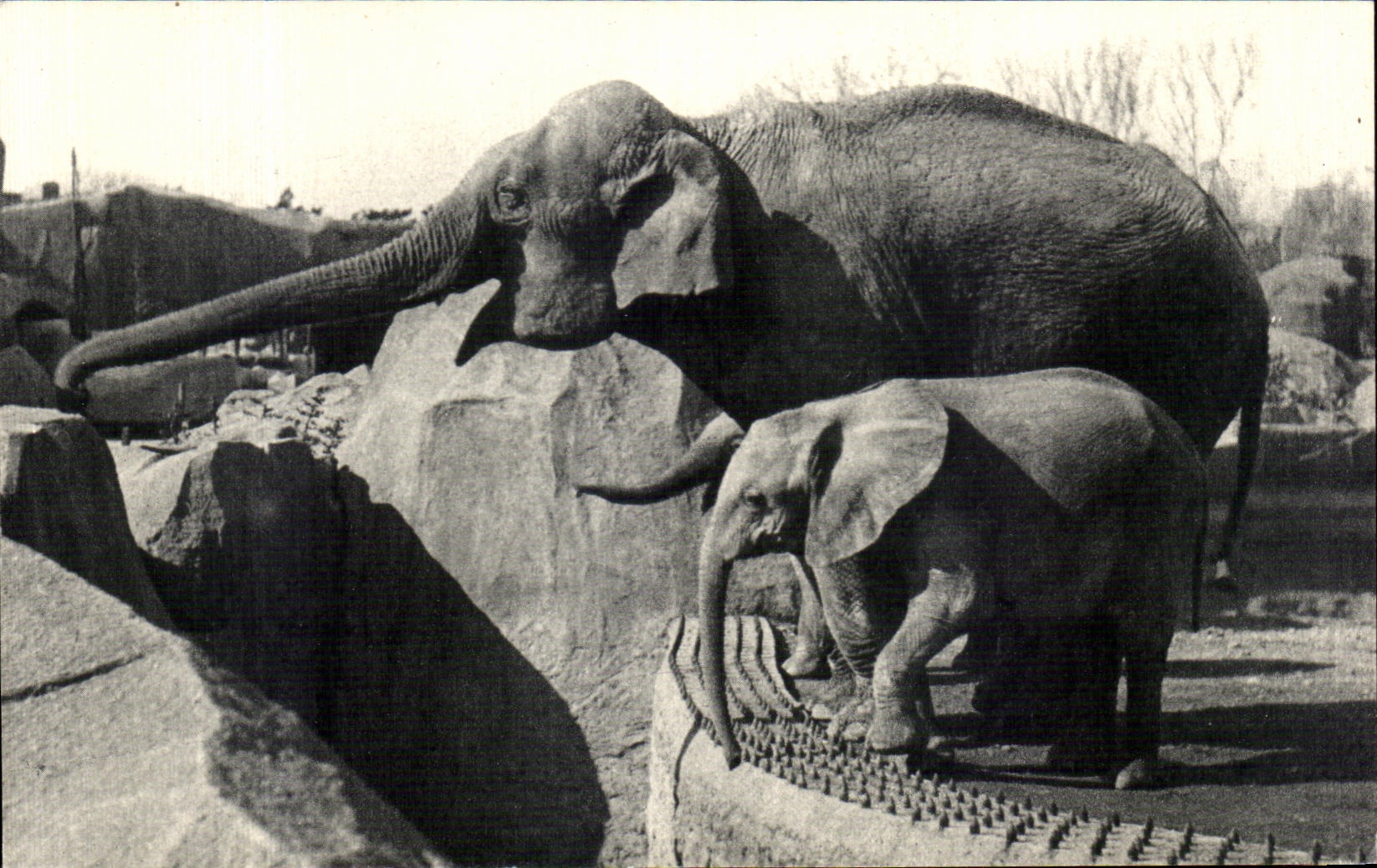 Un Éléphant d'Asie femelle et Micheline, jeune Éléphant d'Afrique — Muséum National d'Histoire Naturelle, Parc Zoologique du Bois de Vincennes, Paris