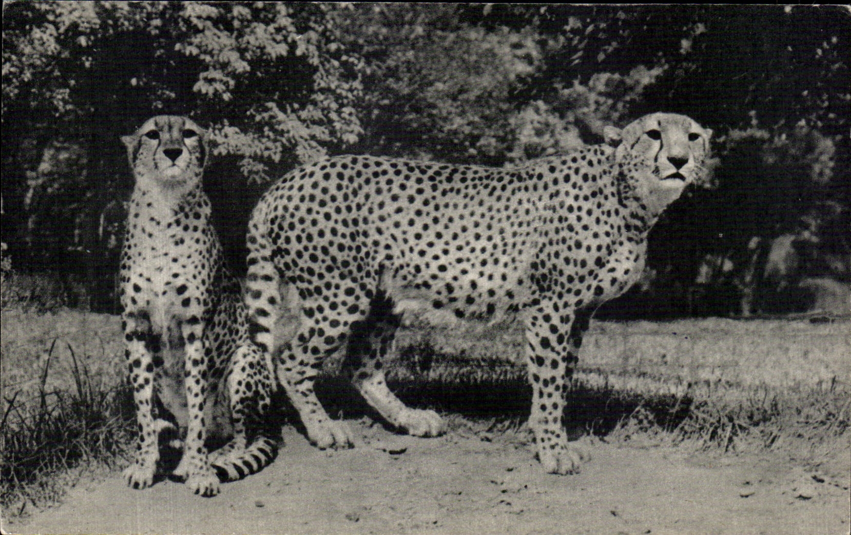 Un couple de Guépards — Afrique — Muséum national d'Histoire naturelle, Parc zoologique du Bois de Vincennes, Paris