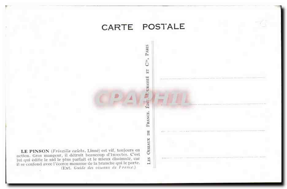 CPA Le Pinson est vif toujours en action Gros mangeur Oiseau Bird — Rückseite