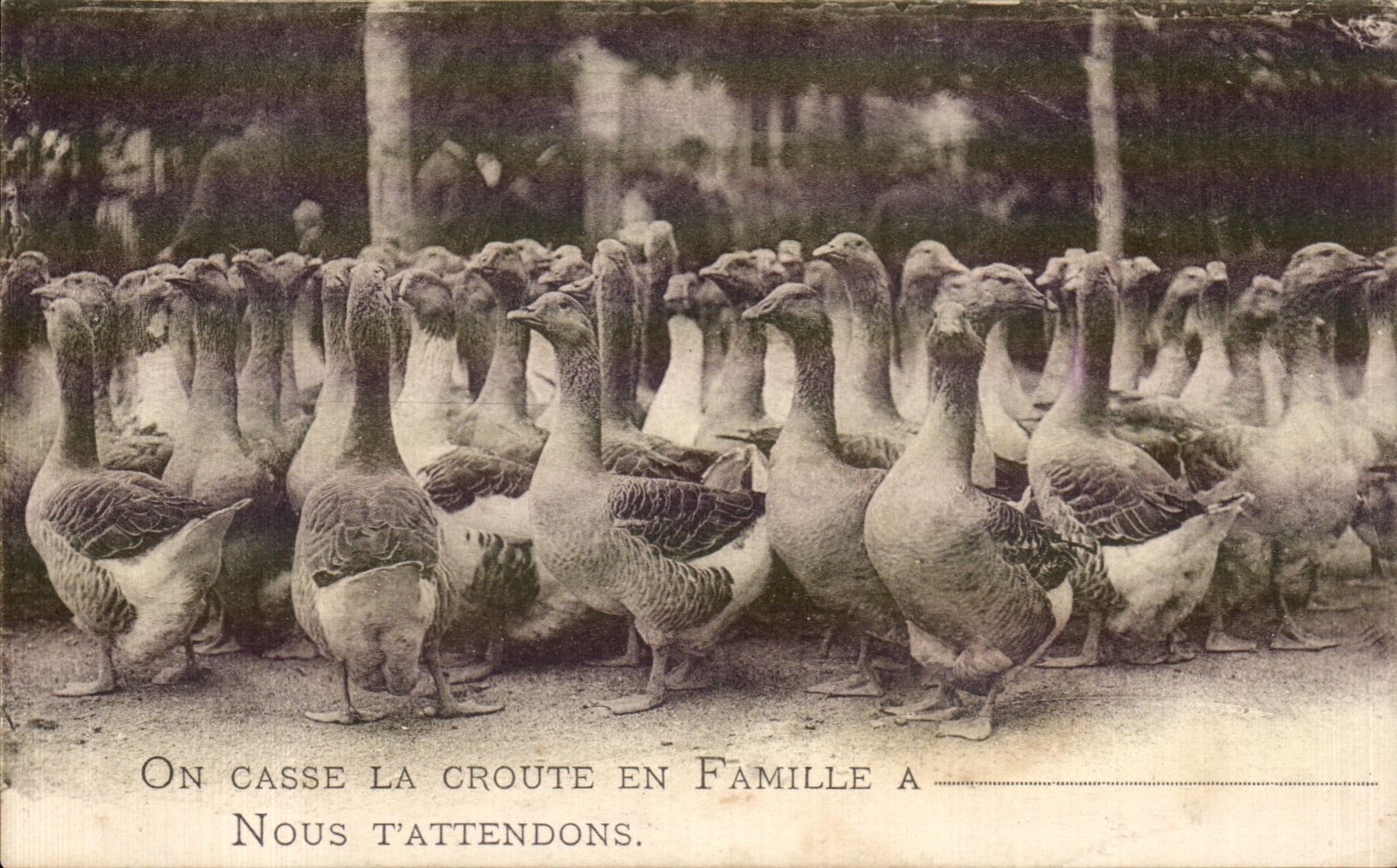 CPA On Cassee La Croute en Famille A Nous T attendons Oies Canard Duck