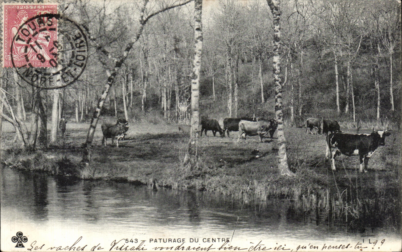 CPA Paturage Du Centre Vaches