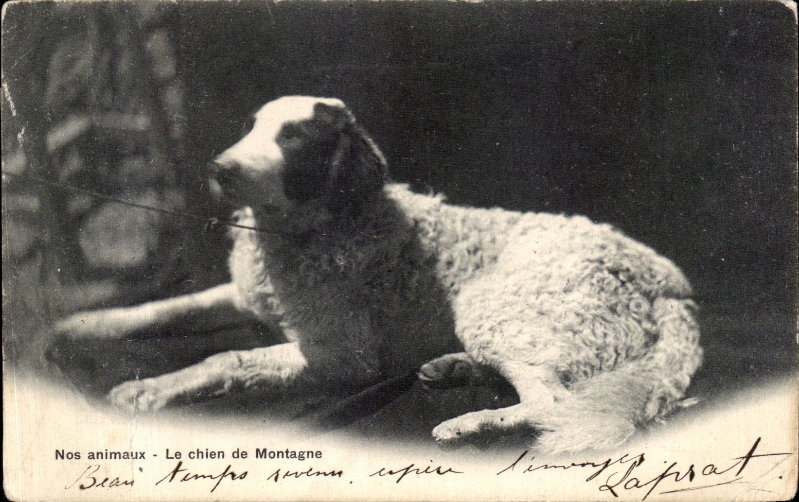CPA Le Chien de Montagne Dog