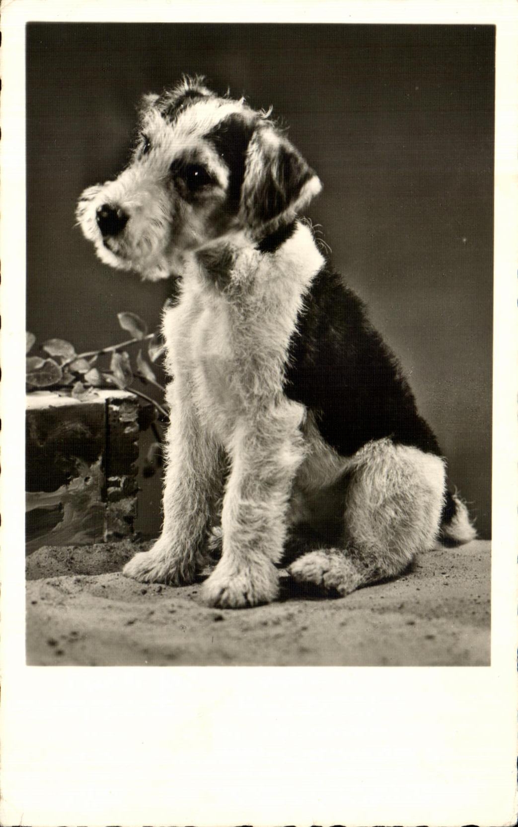CPA Chien Terrier Dog