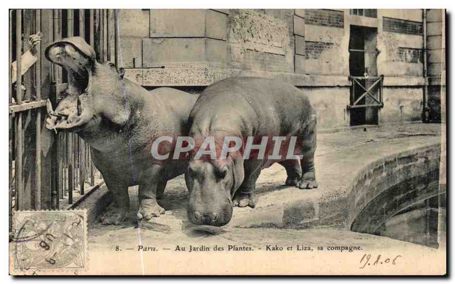 CPA Paris Au Jardin des Plantes Kako et Liaz sa compagne Hippopotame Zoo