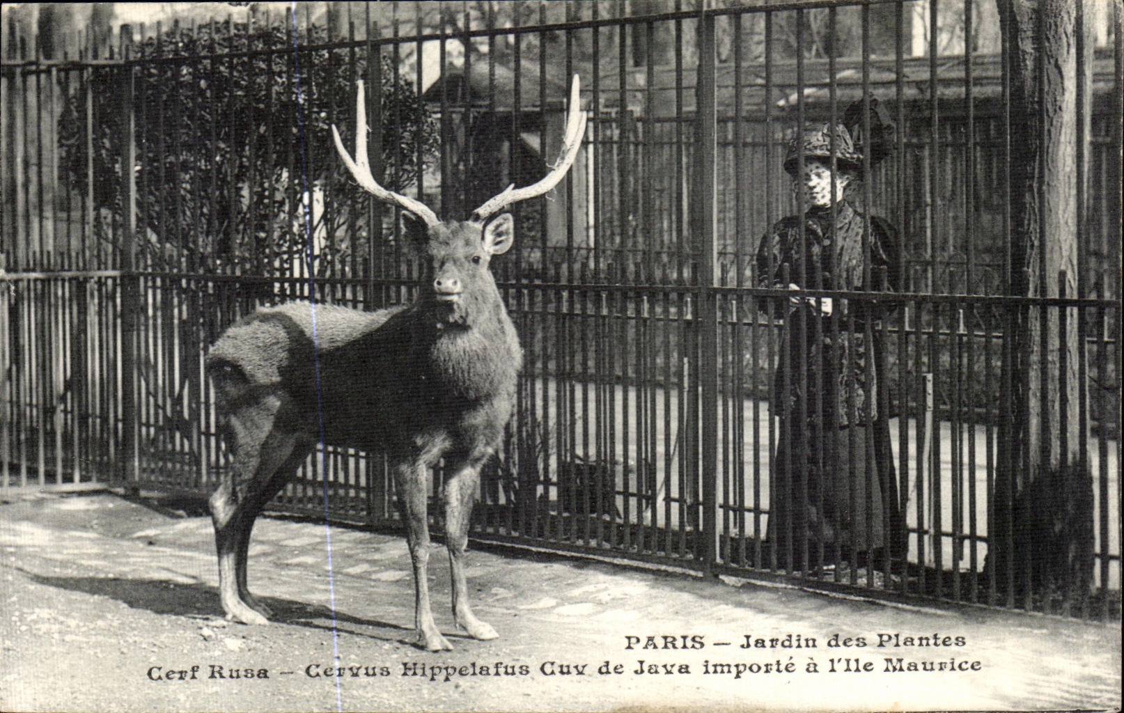Cerf Rusa – Cervus Hippelaphus Cuv de Java importé à l’Île Maurice — Paris, Jardin des Plantes