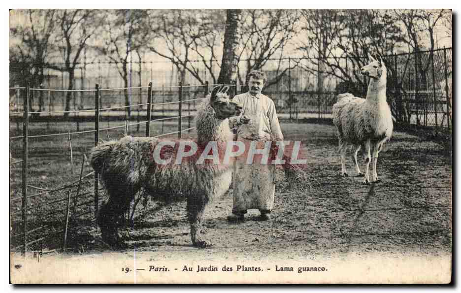 Paris - Au Jardin des Plantes - Lama guanaco