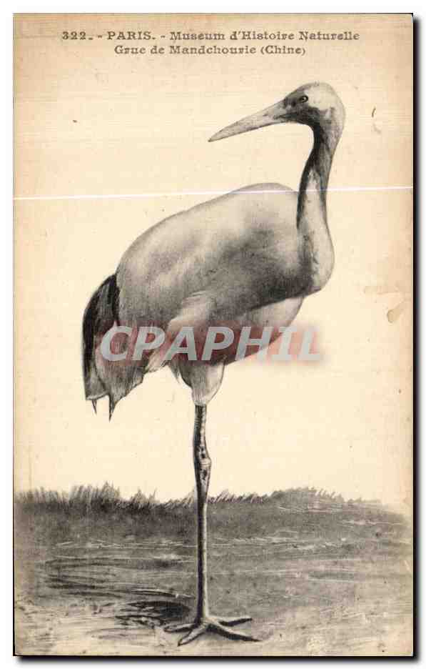 CPA Paris Museum d Histoire Naturelle Grue de Mandchourie ( Chine China ) zoo