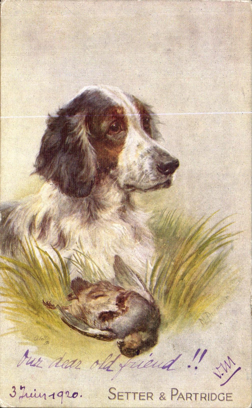 CPA Setter Partridge Chien et canard Dog