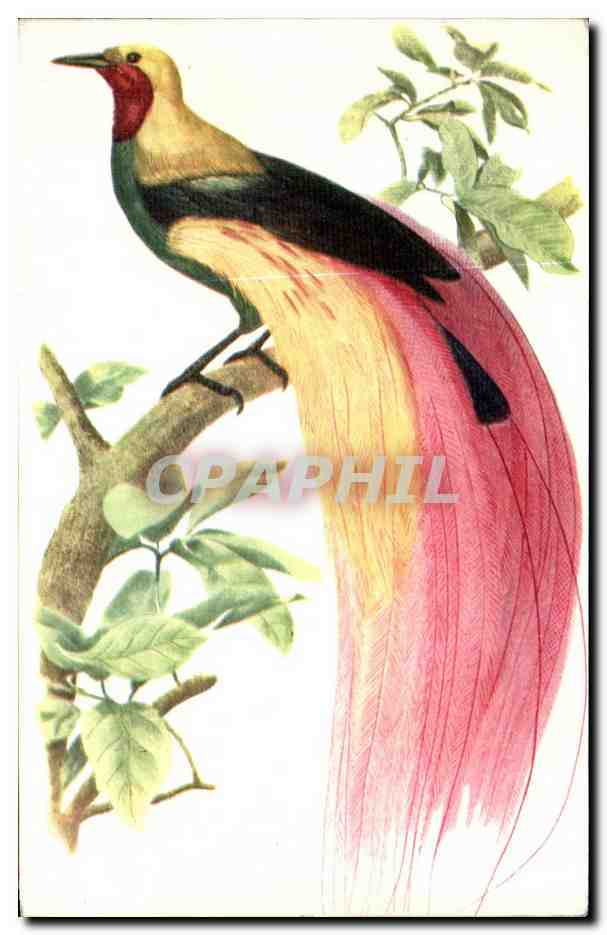 CPA Paradisier Grand Emeraude oiseau bird