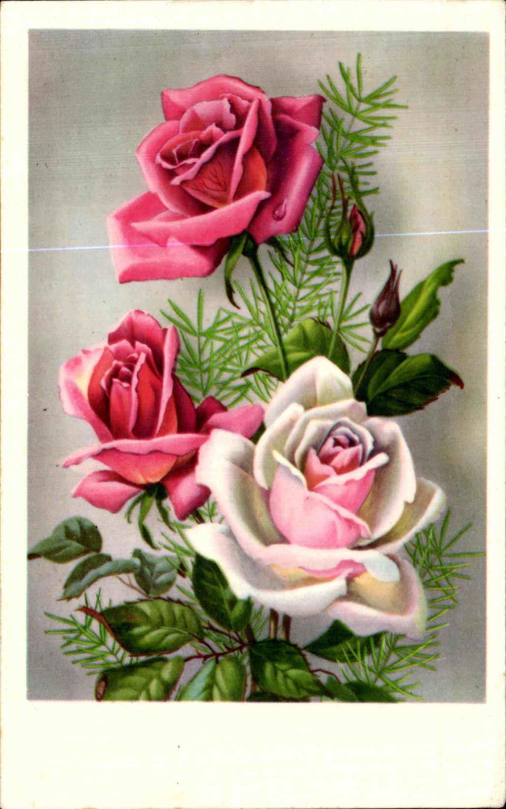 CPA Rose Fleurs