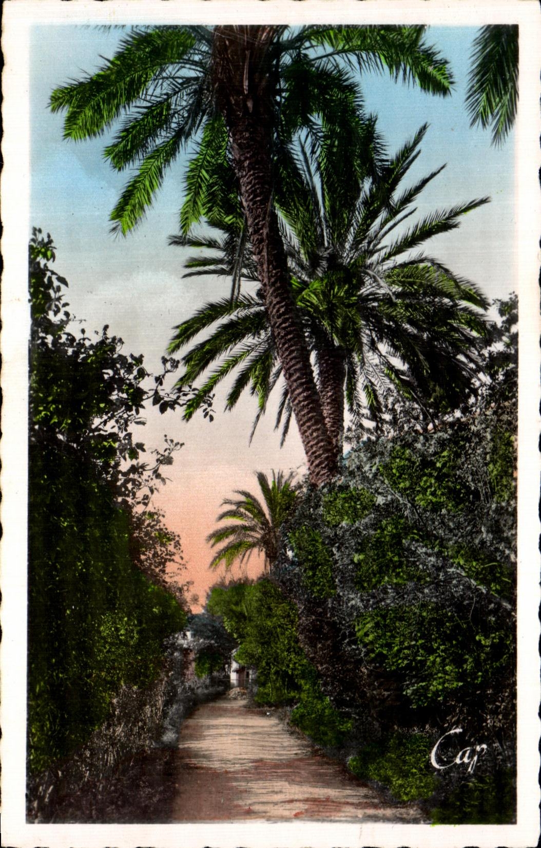 CPA Blida Jardin Bizot des Roses 