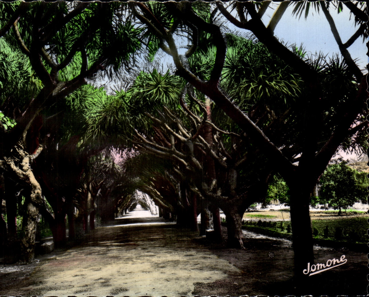 CPA Alger Le Jardin d Essai Allee des Dracoena Draco