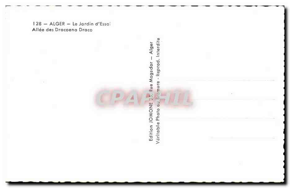 CPA Alger Le Jardin d Essai Allee des Dracoena Draco — Back