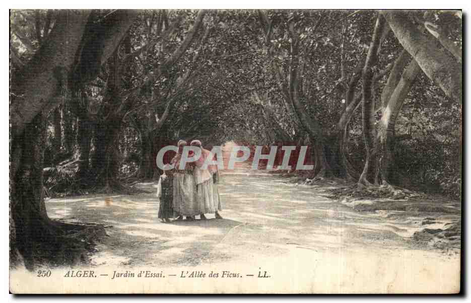 Algéro — Jardin d'Essai — L'Allée des Ficus — LL. — n° 250