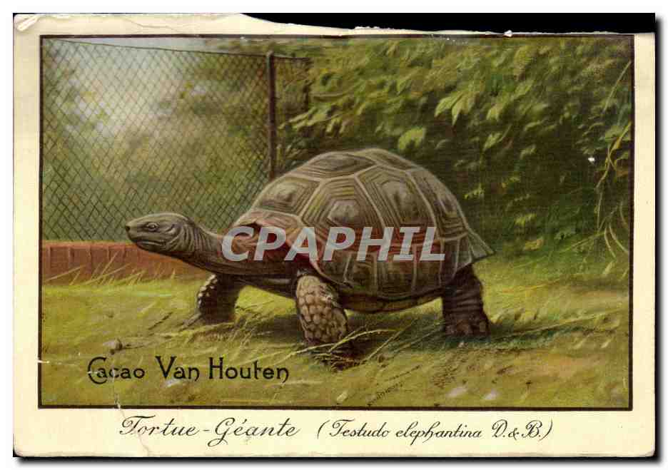 CPA Cacao Van Houten Tortue Geante Turtle