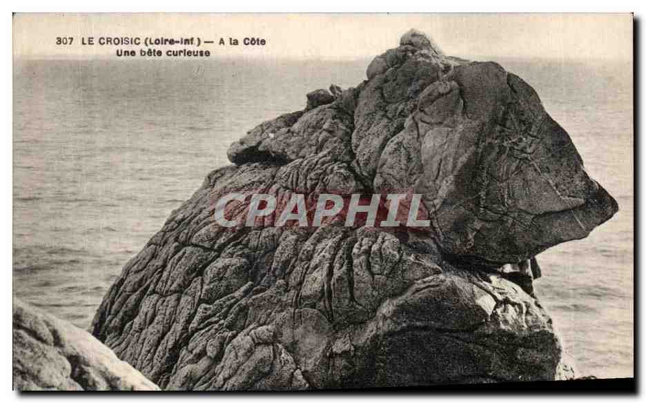 CPA Le Croisic (Loire Inf) A la Cote Une bete Curieuse