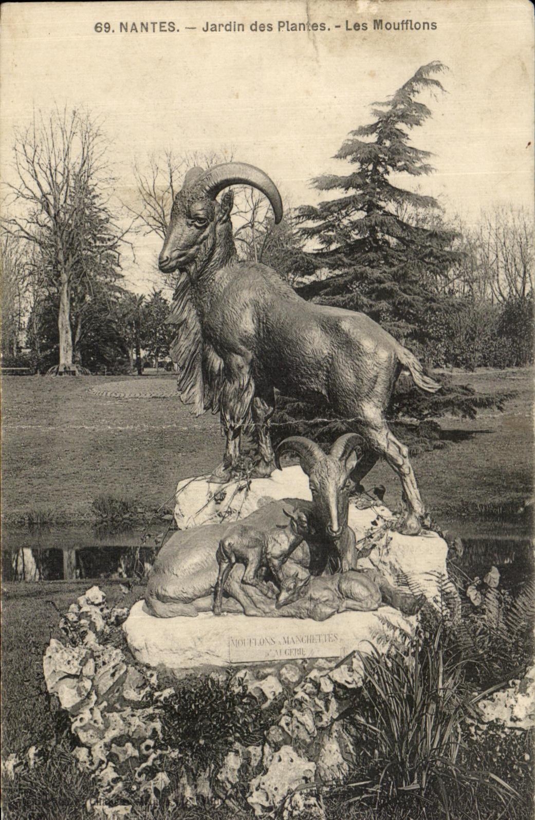 CPA Nantes Jardin des Plantes Les Moufflons