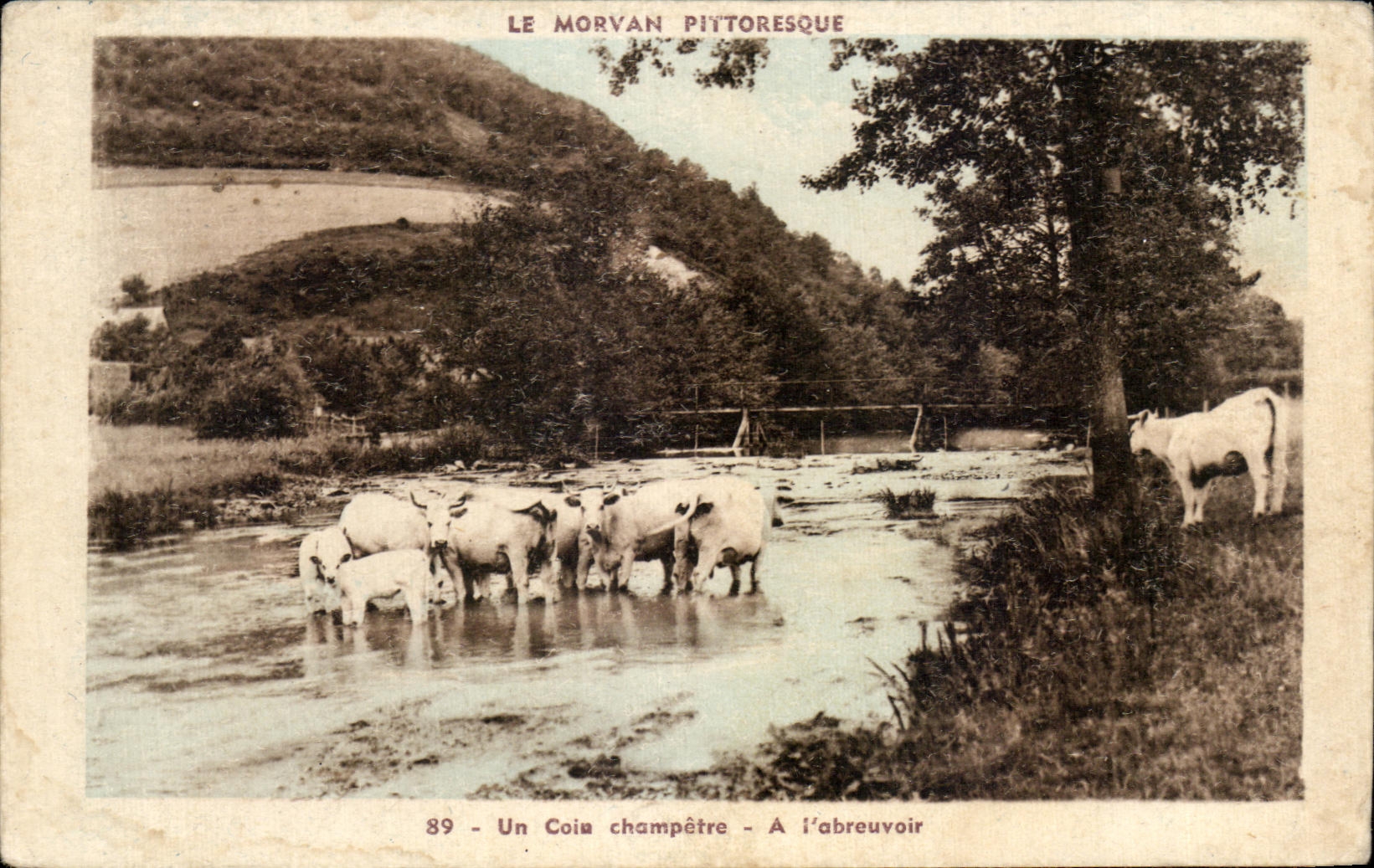 CPA Le Morvan Pittoresque Un Coin Champetre A I abreuvoir Vaches
