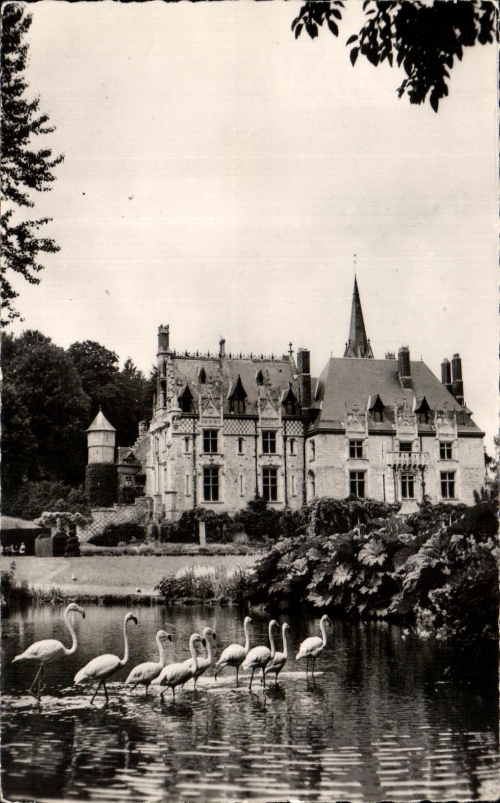 CPA Parc Zoologique De Cleres Facade du Chateau et Flaments Roses Zoo