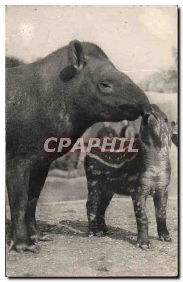 CPA Parc Zoologique Du Bois De Vincennes Paris Un Tapir d Amerique et son petit Zoo