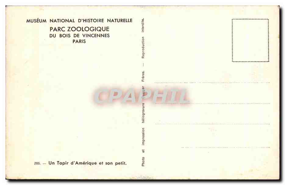 CPA Parc Zoologique Du Bois De Vincennes Paris Un Tapir d Amerique et son petit Zoo — Rückseite