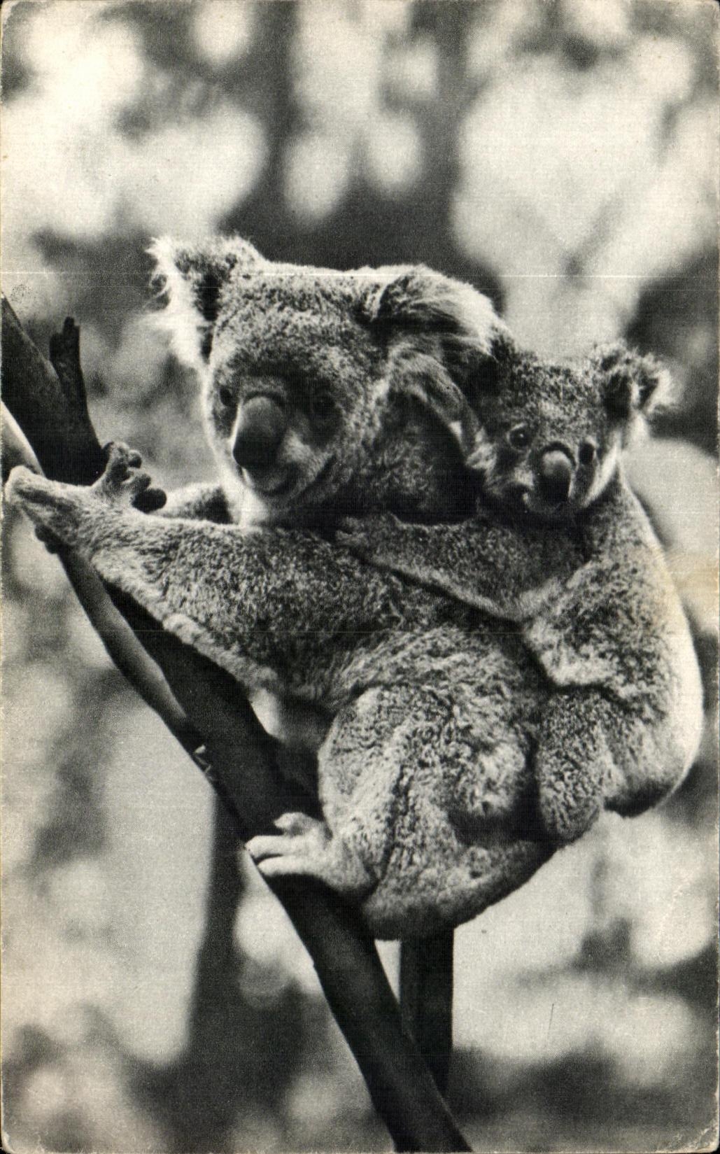 Femelle koala et son petit — COMITÉ NATIONAL DE L'ENFANCE, Paris