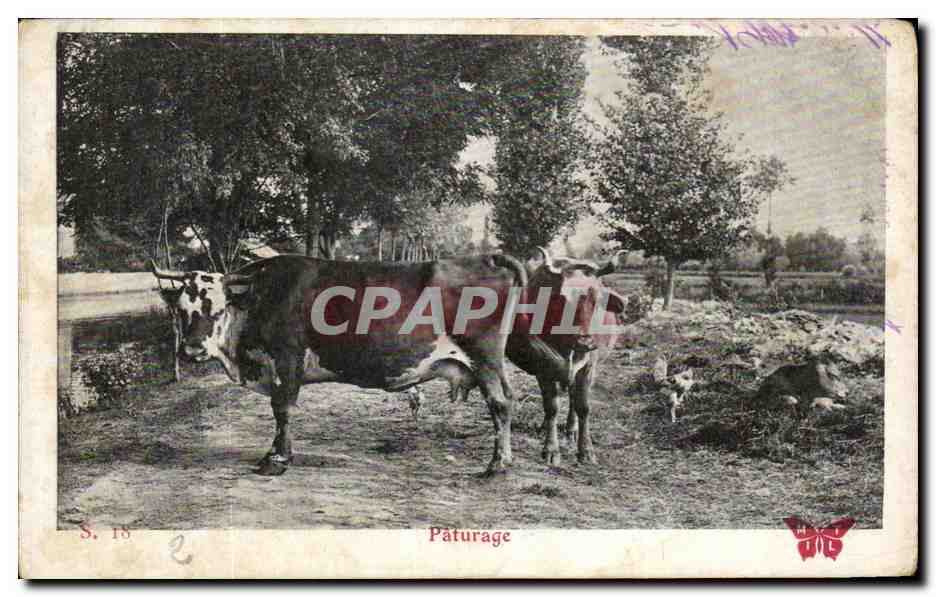 CPA Paturage Vaches Elevage 