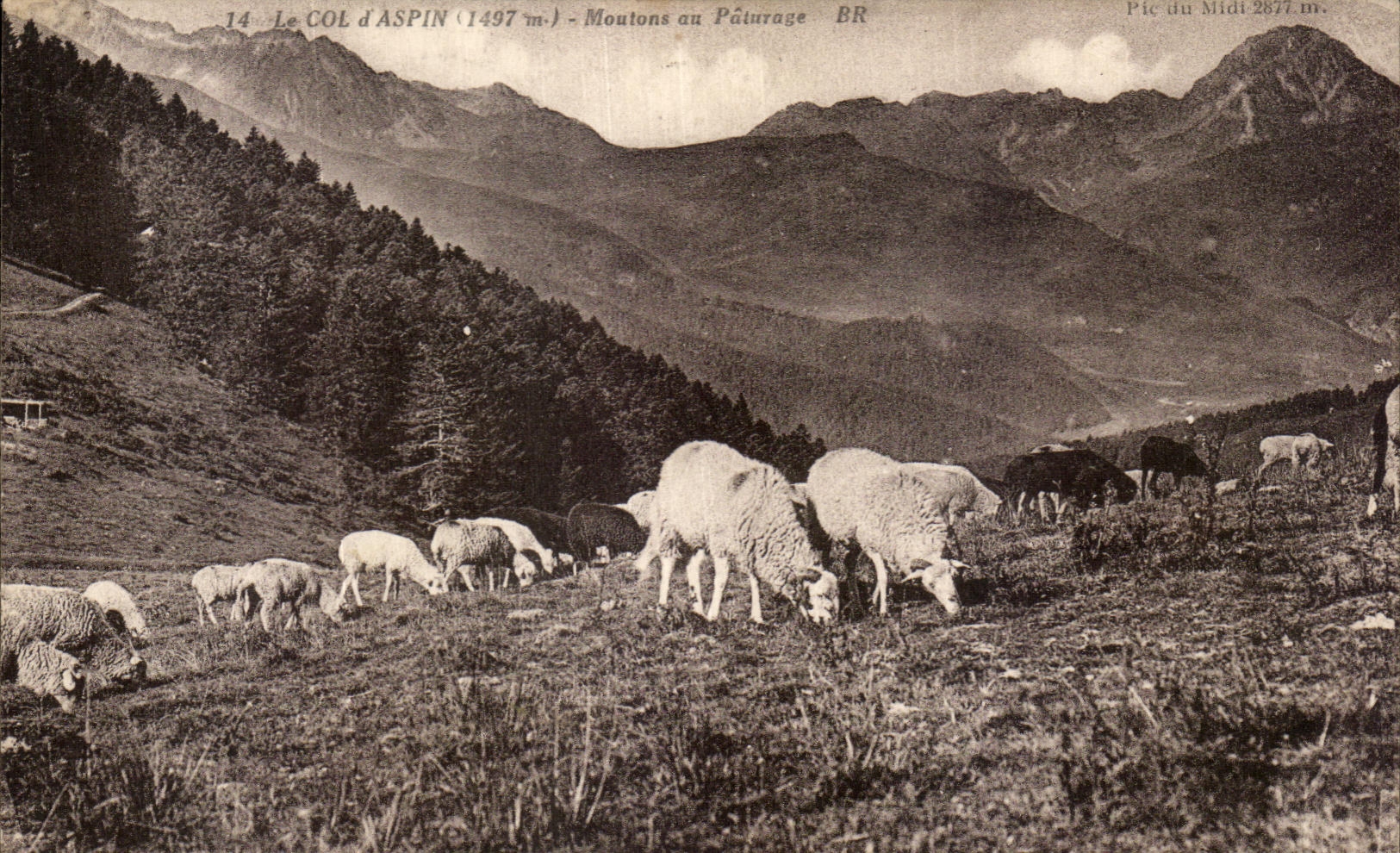 CPA Le Col d Aspin Moutons au Paturage Moutons Sheep