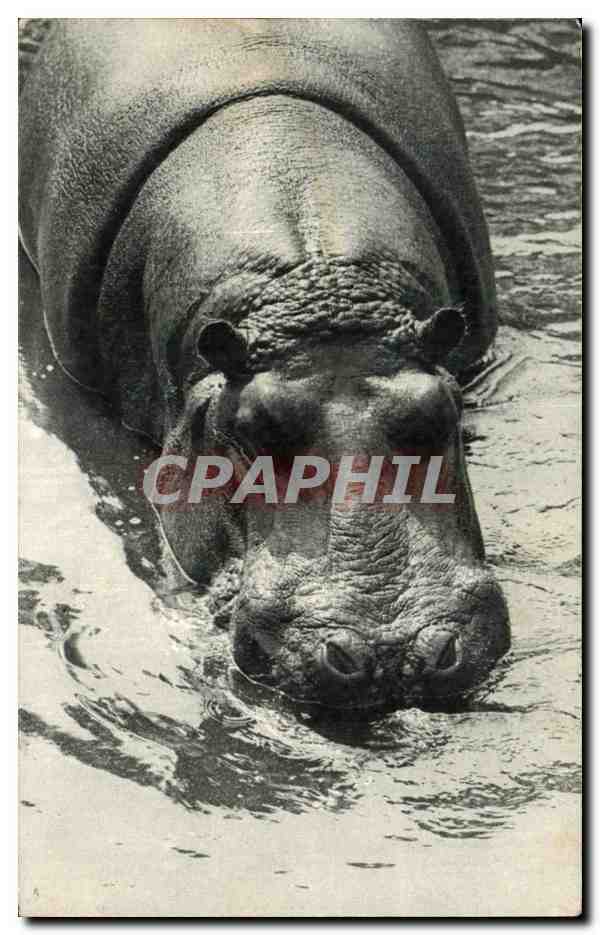 CPA L un des Hippopotames Vincenne Zoo
