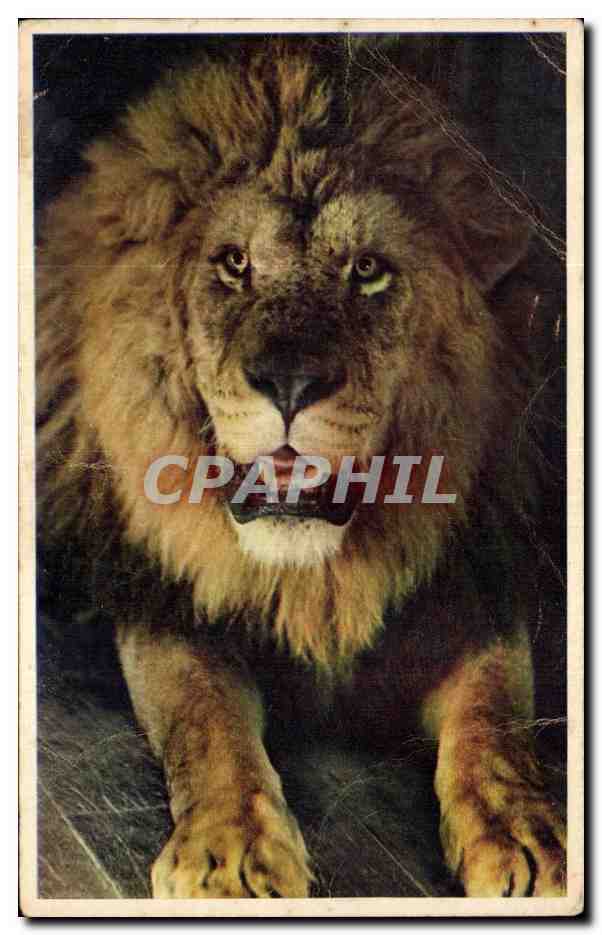 CPA Le Lion Sultan Zoo Vincennes
