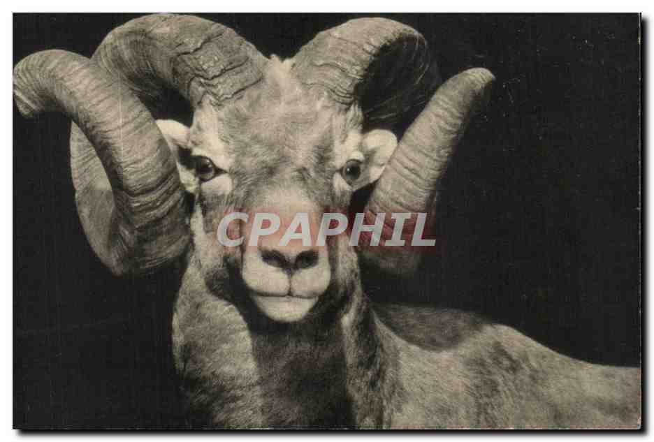 CPA Bighorn Ovis Canadensis American Museum of natural history New York 
