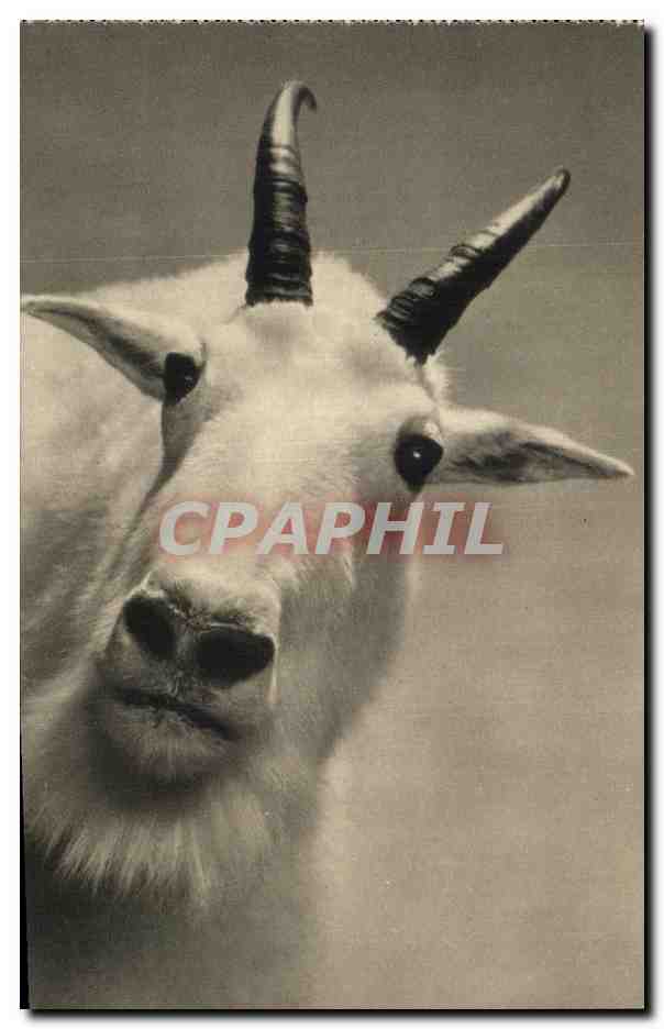 Mountain Goat — Oreamnos americanus — The American Museum of Natural History, New York, U.S.A.