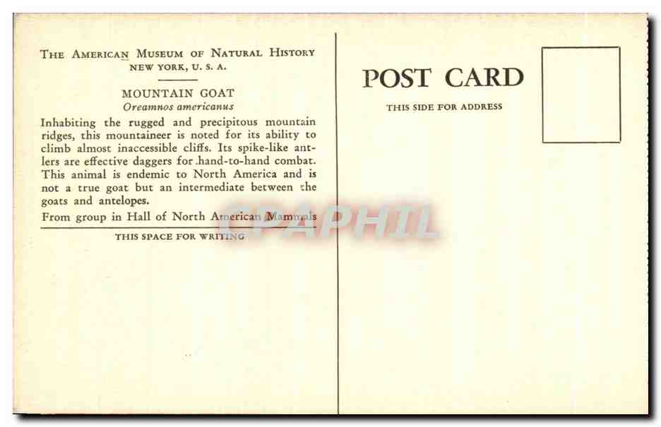 Mountain Goat — Oreamnos americanus — The American Museum of Natural History, New York, U.S.A. — Rückseite