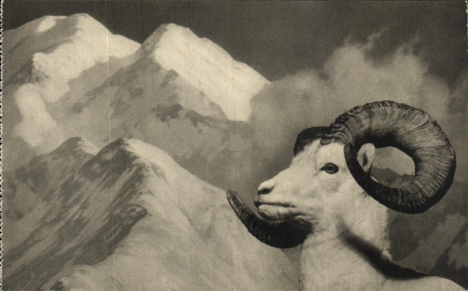 Dall ou Mouton Blanc — Montagnes enneigées — American Museum of Natural History, New York, U.S.A.