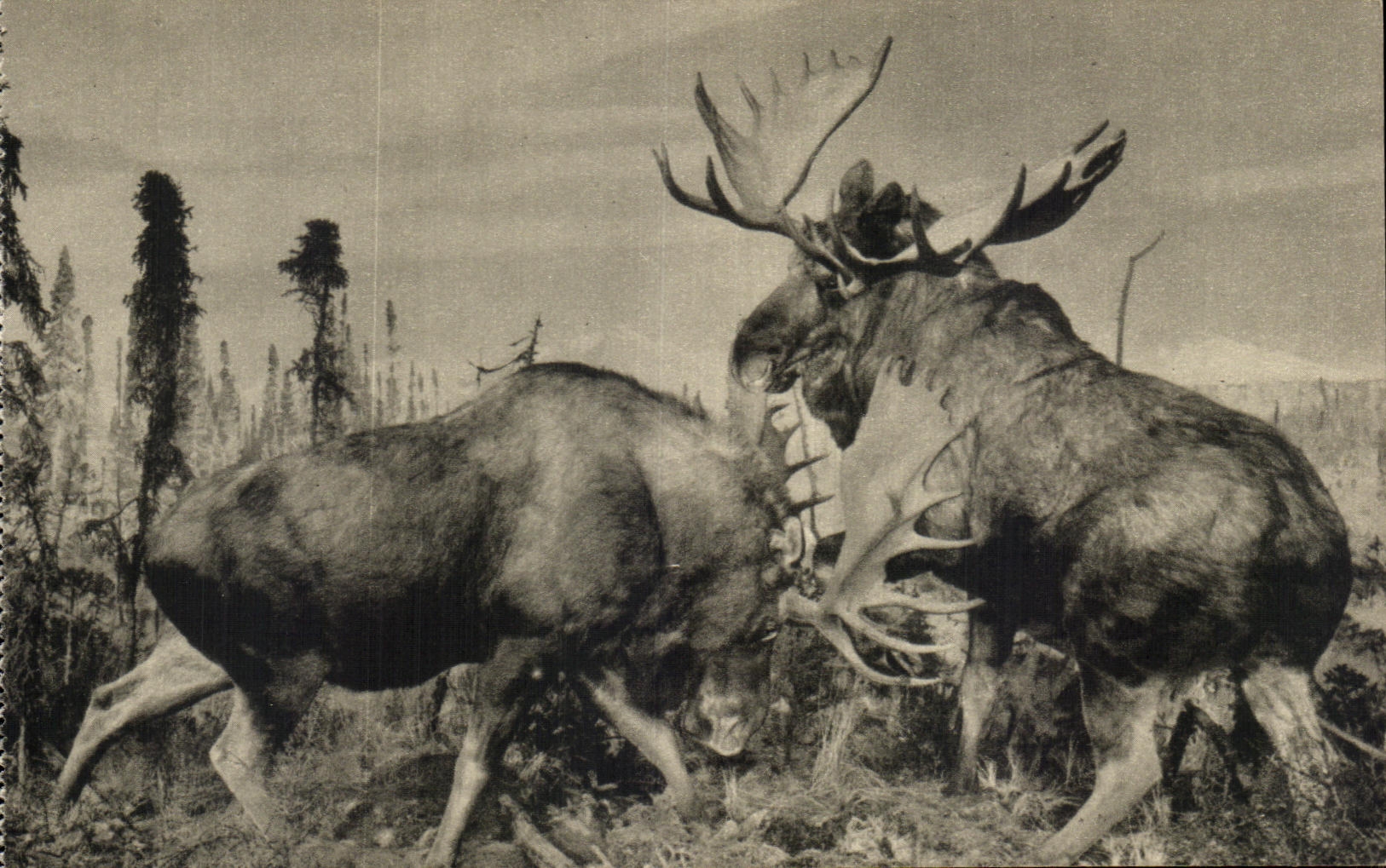 CPA Alaska Moose Alces gigas American Museum of natural history New York 