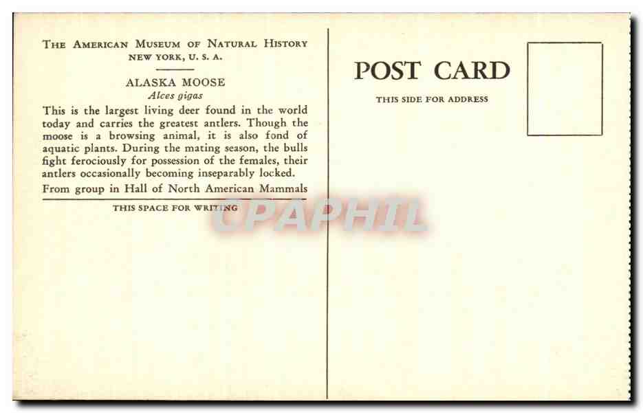 CPA Alaska Moose Alces gigas American Museum of natural history New York  — Rückseite