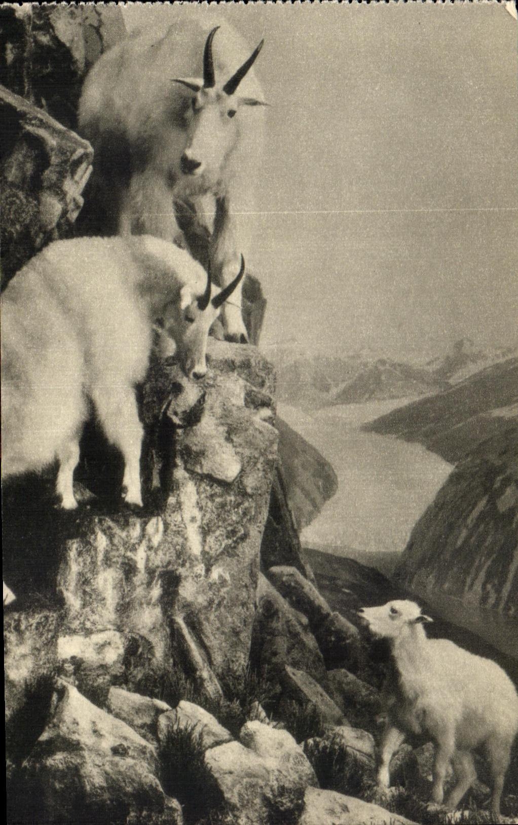 CPA Mountain Goat Oreamnos americanus and Sawyer Glacier Alaska American Museum of natural history New York Chevre