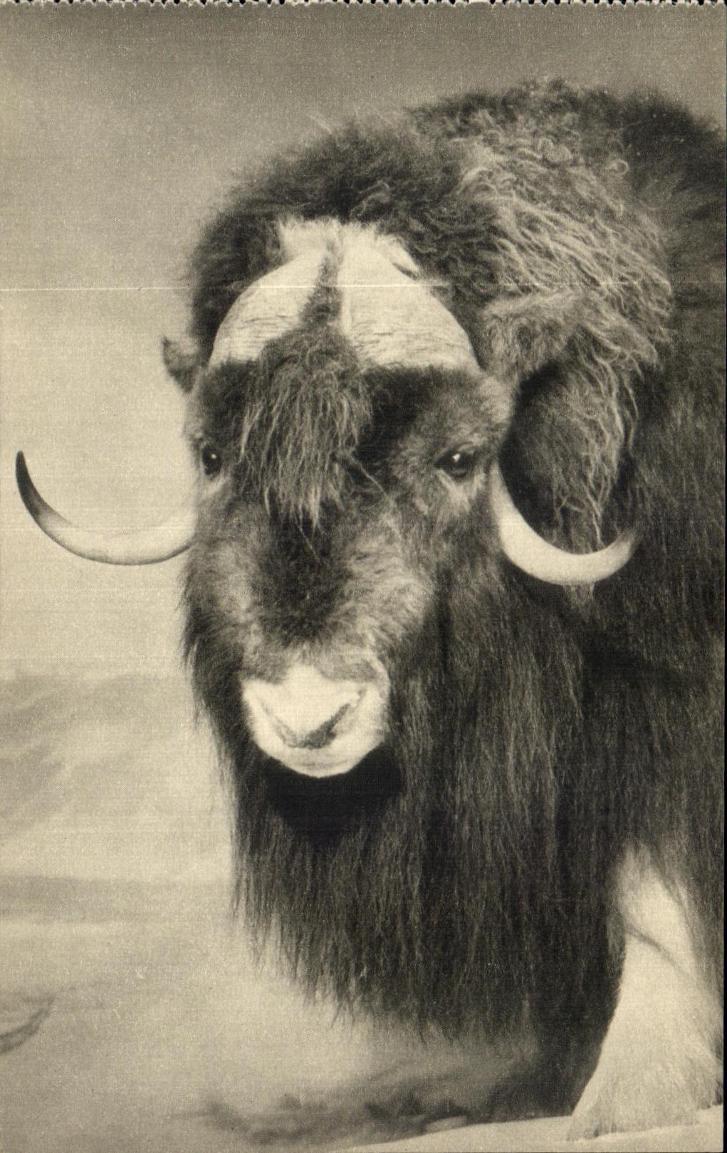 CPA Musk Ox Ovibos moschatus American Museum of natural history New York 