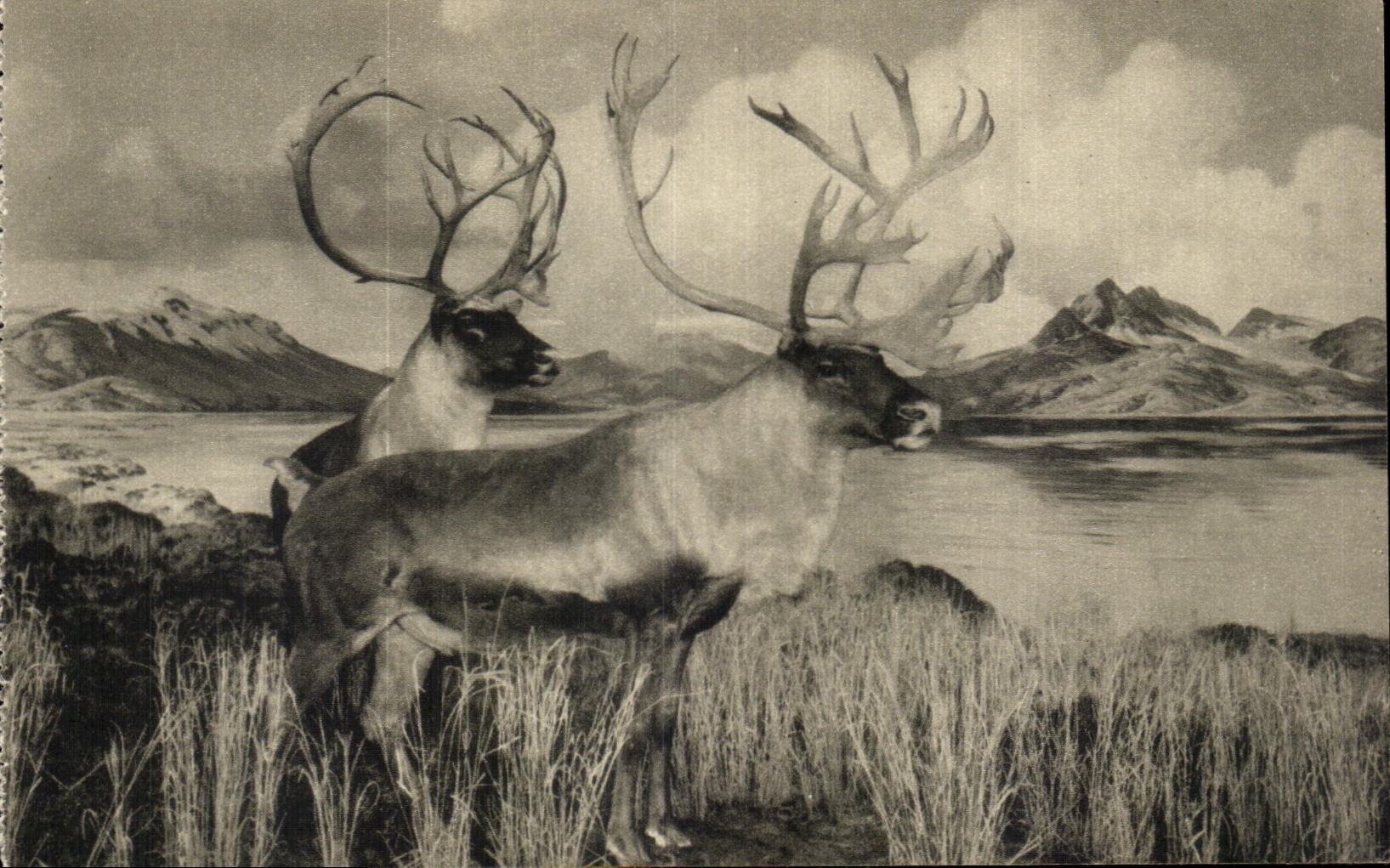Caribou (Rangifer arcticus granti) à Sand's Lake, Alaska — The American Museum of Natural History, New York, U.S.A.
