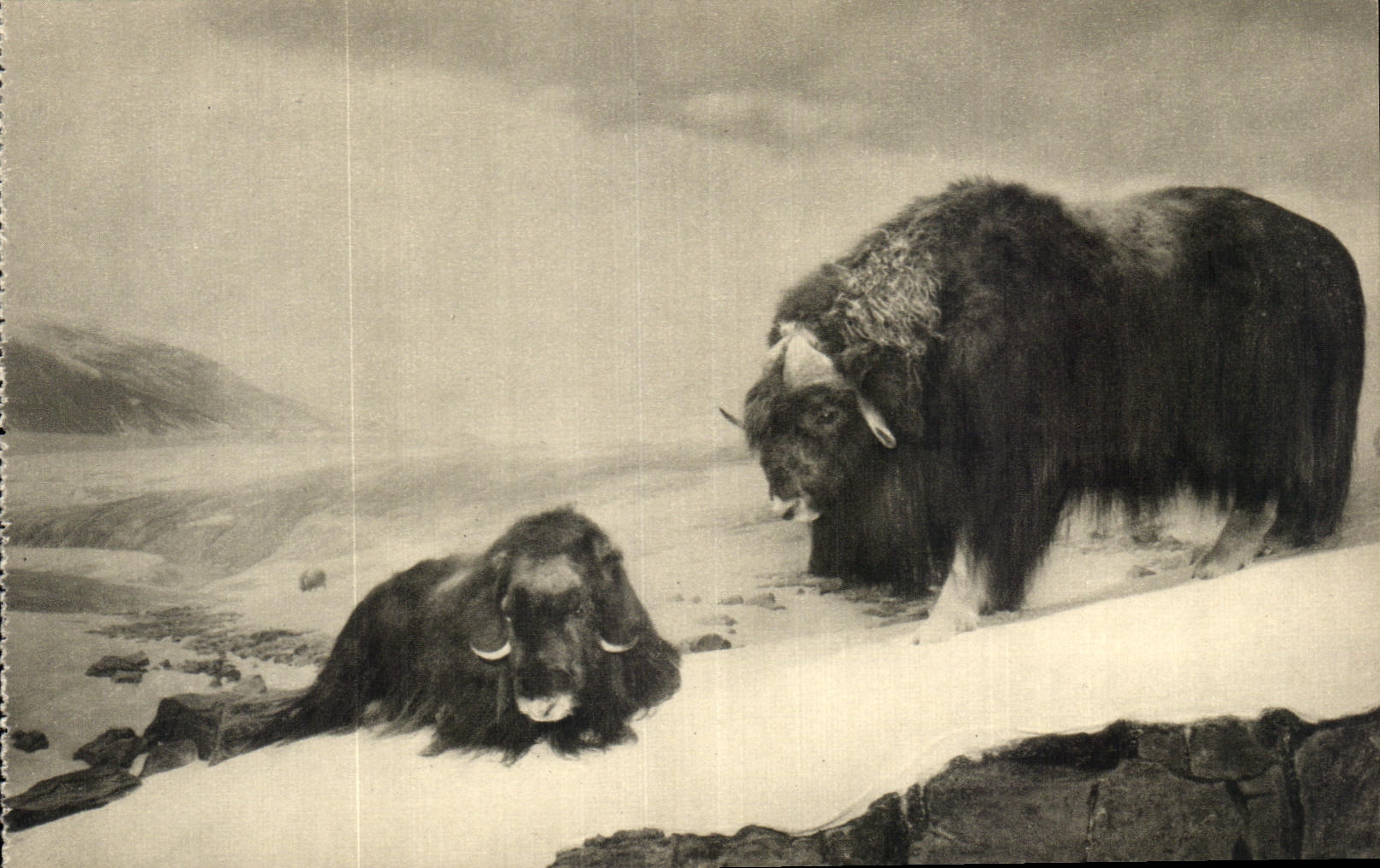 Musk Ox — Ellesmere Land — The American Museum of Natural History, New York, U.S.A.