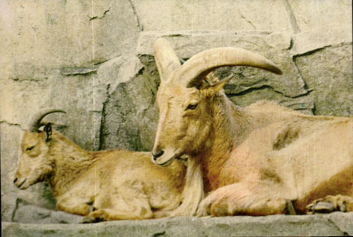 Image Animaux Bouquetin