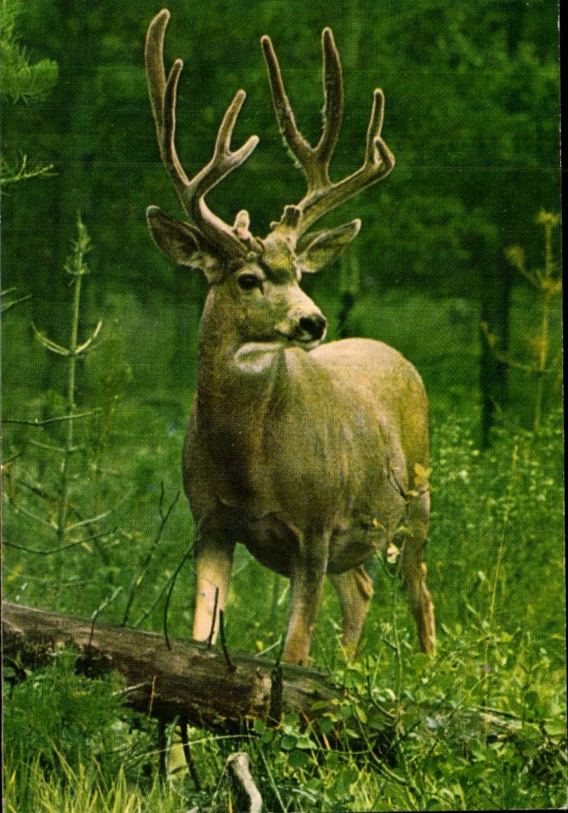Image Cerf