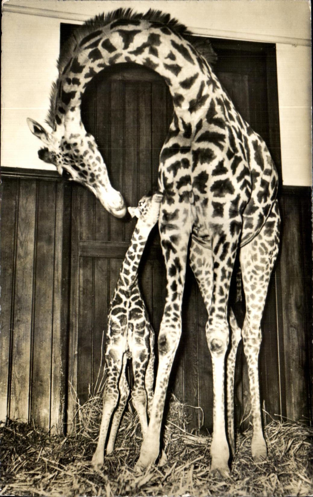 Giraffe mère et son petit — Zoologischer Garten Basel — éditeur Gebr. Frey, n°55